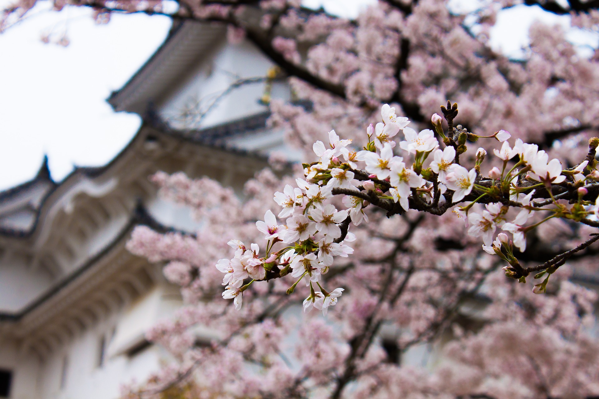 Shikoku Spring Sakura Discovery
