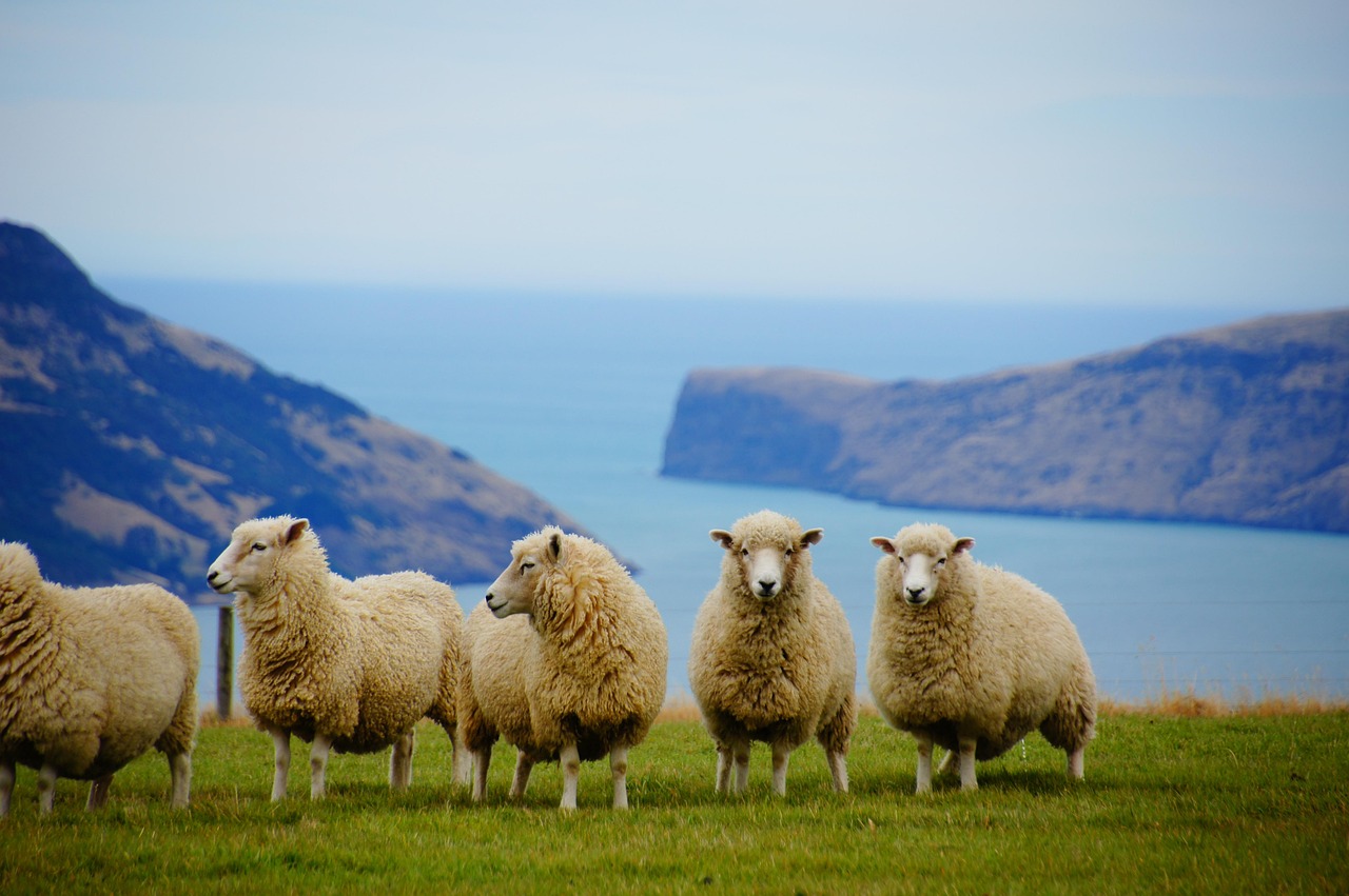 Adventures to New Zealand