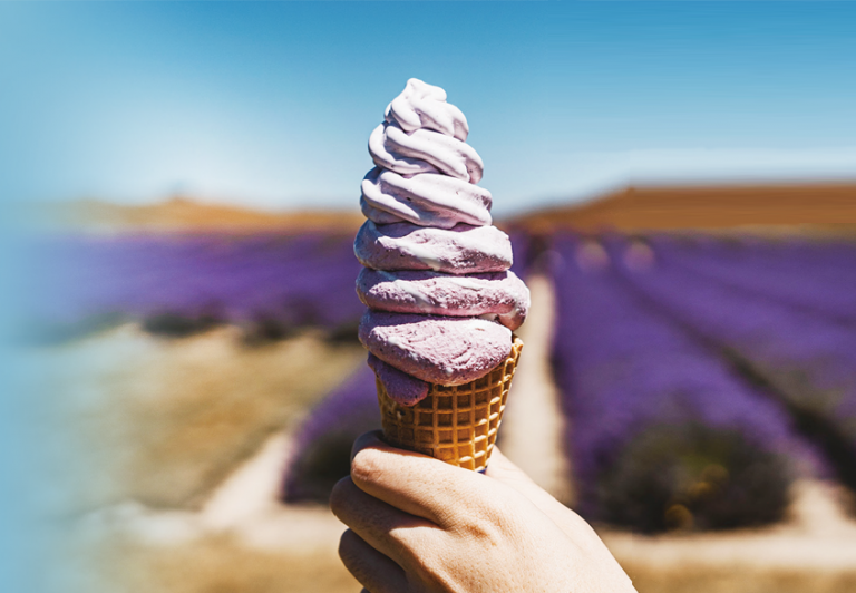 Hokkaido Lavender Tour in Summer (I)