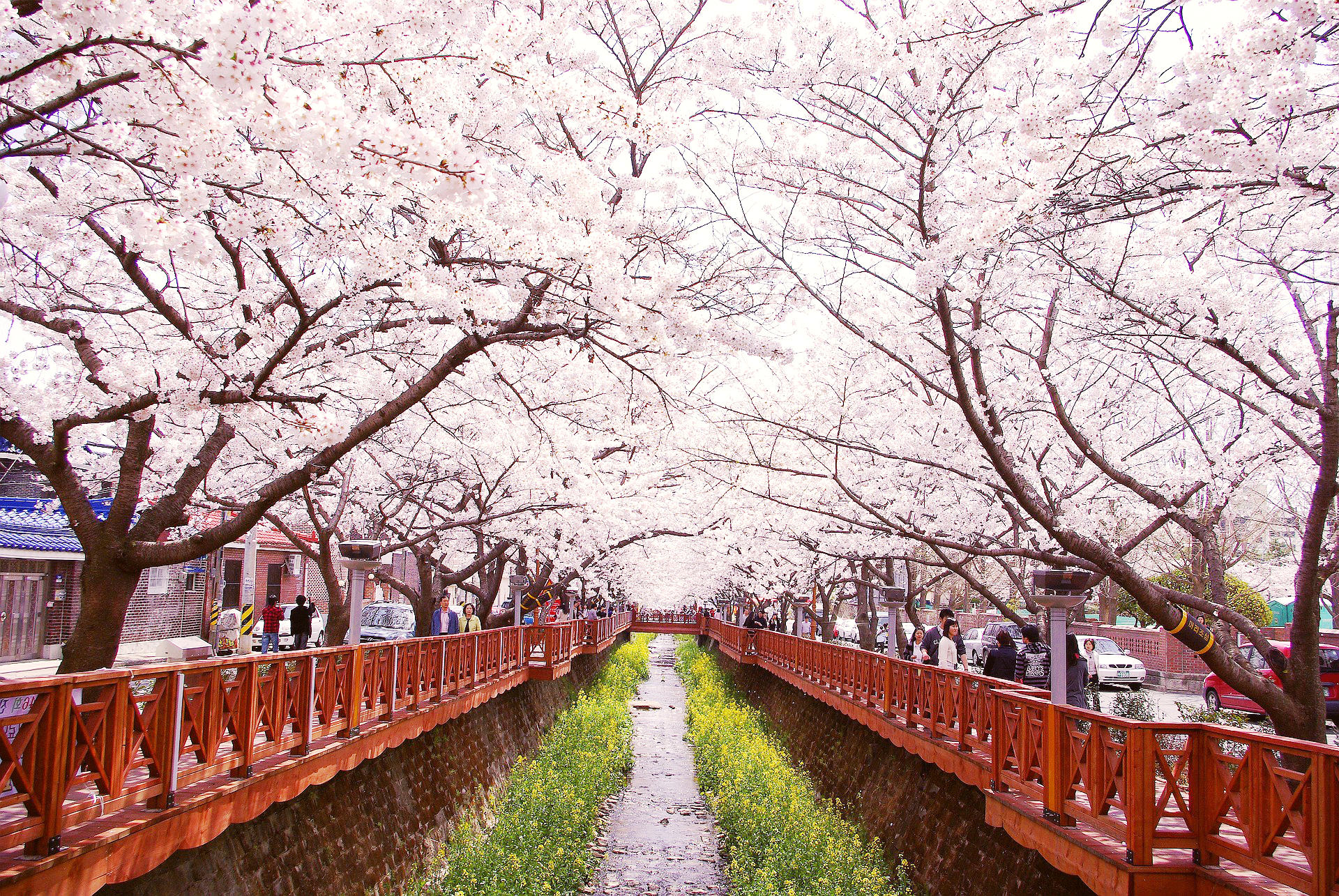 Cherry Blossom Festival in Korea