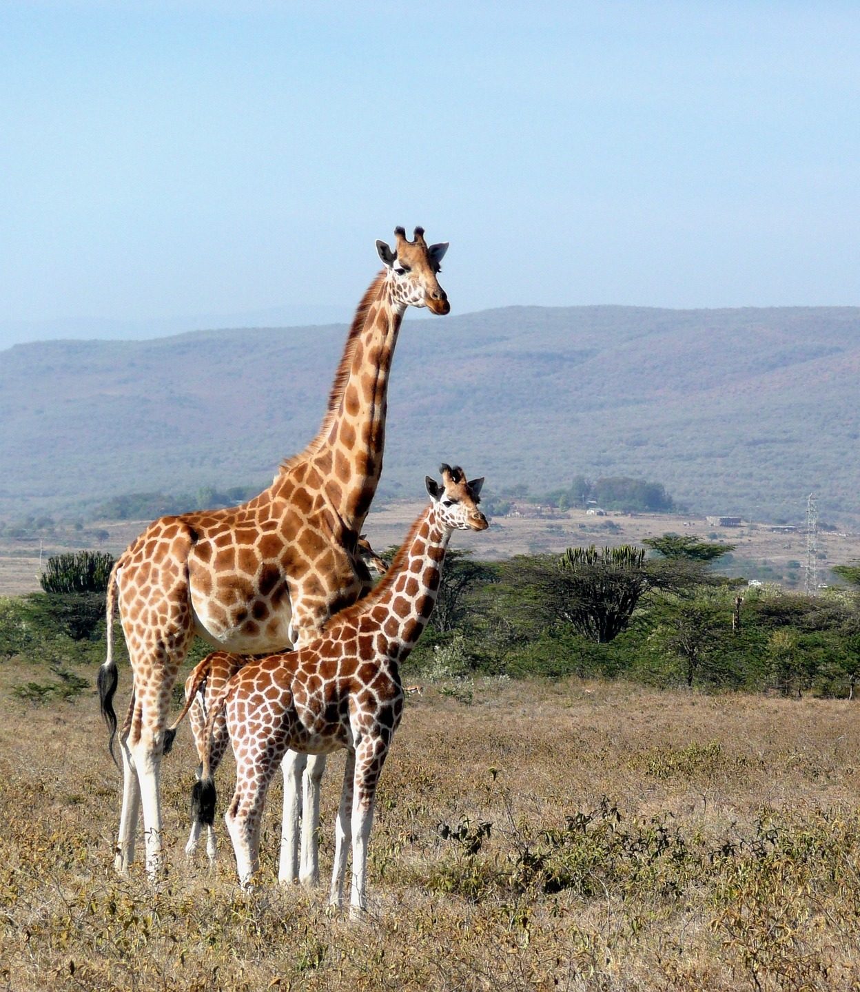 East Africa Safari