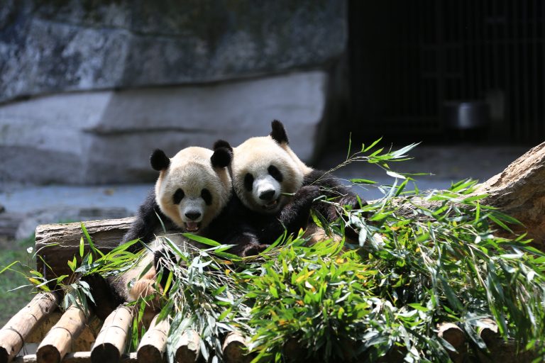 Giant Pandas