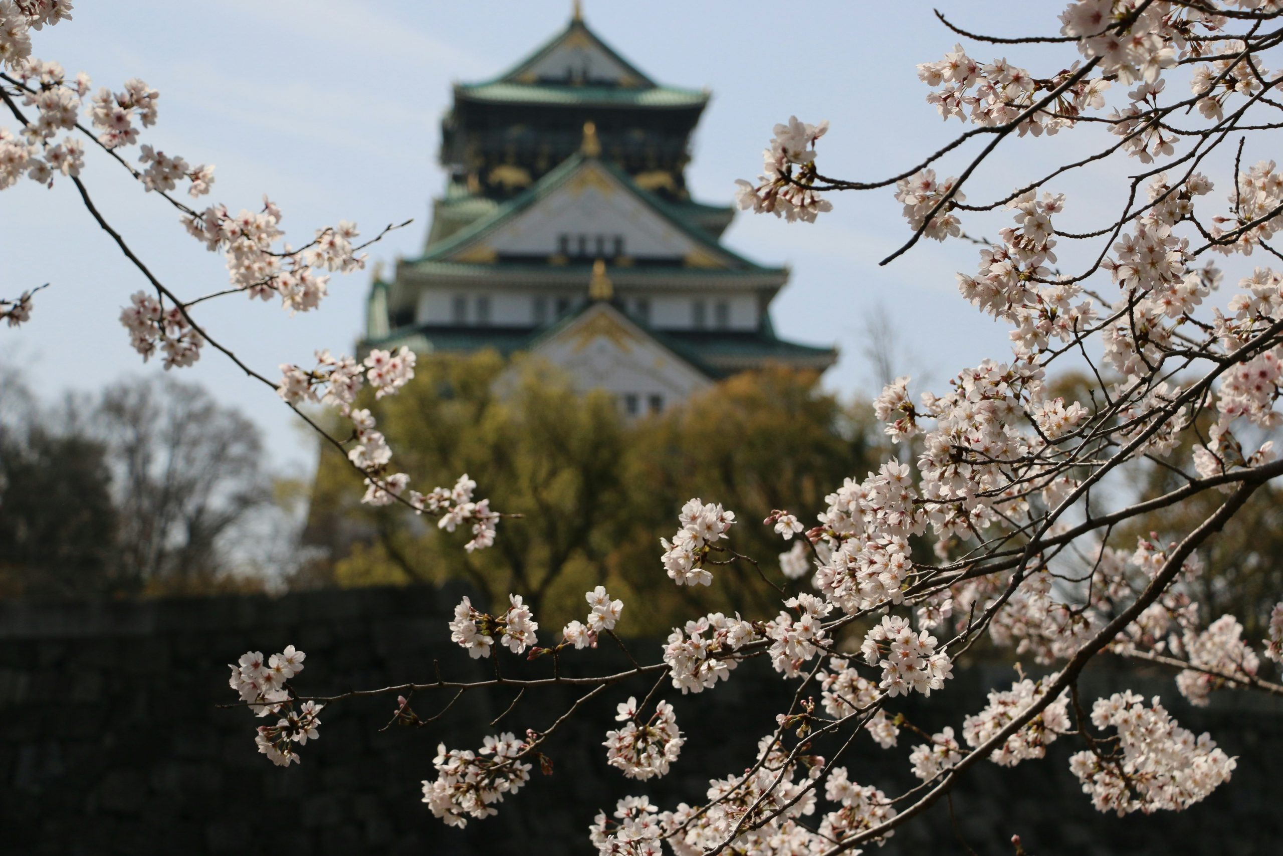 Cherry Blossom in Osaka & Tokyo