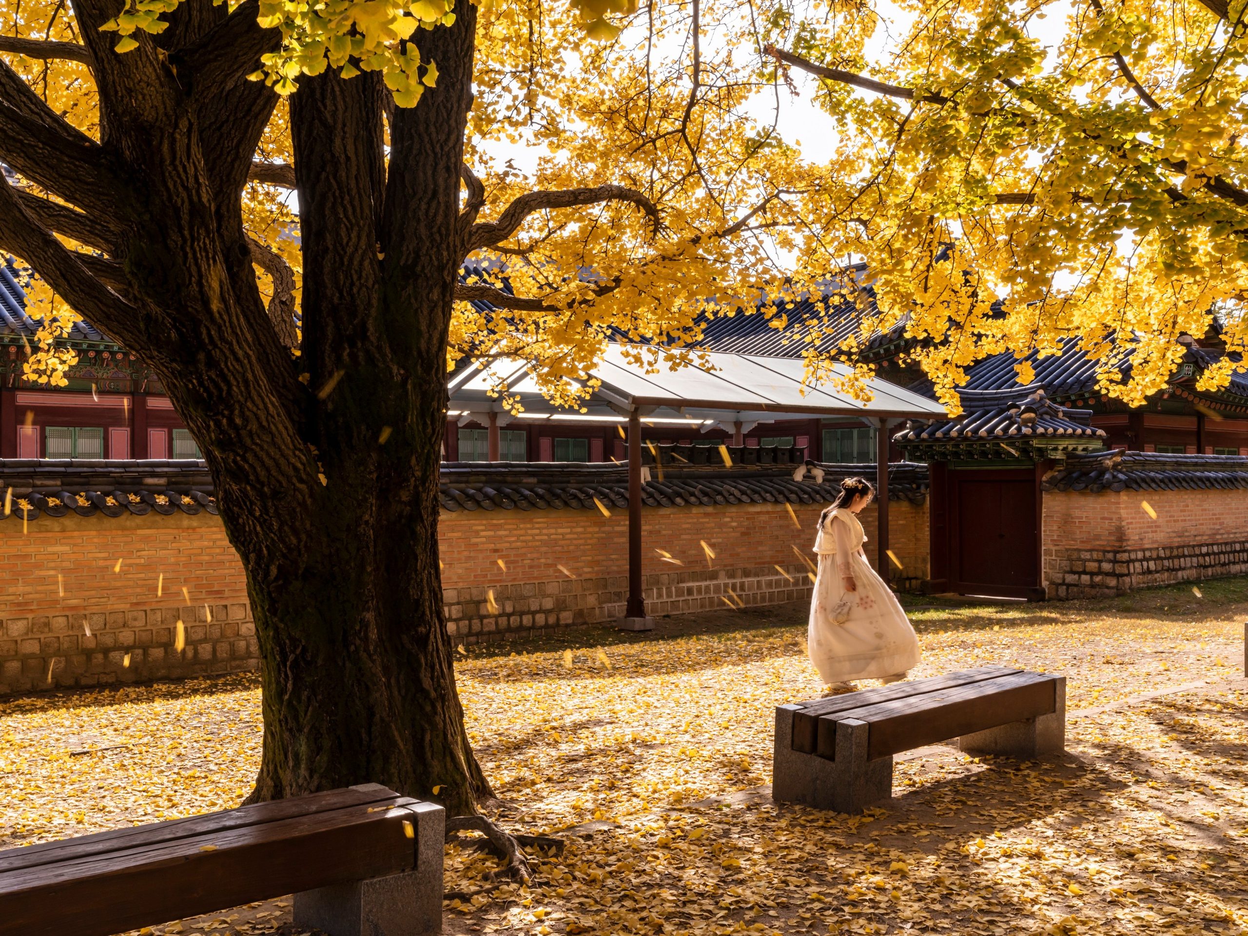 Korea Autumn Foliage